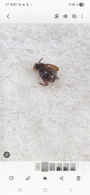 이벌레 도대체 정체가 무엇인가요?인체에 해롭진않나요?의 2번 째 이미지