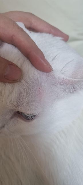 갑자기 고양이한테 이런게 생겼어요 멀까요의 1번 째 이미지