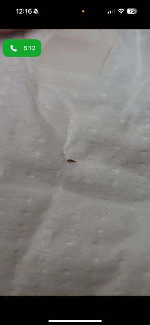 집에서 나왔어요. 무슨벌레 인가요?의 0번 째 이미지