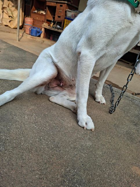 개 젖꼭지 한개만 커지고 자꾸 거기만 빨이대고있습니다의 1번 째 이미지