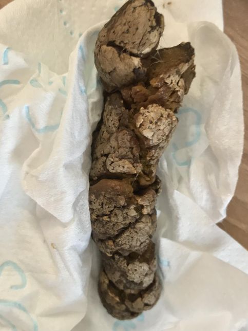 강아지 장내 미생물 불균형 잡는 방법 없나요?의 0번 째 이미지