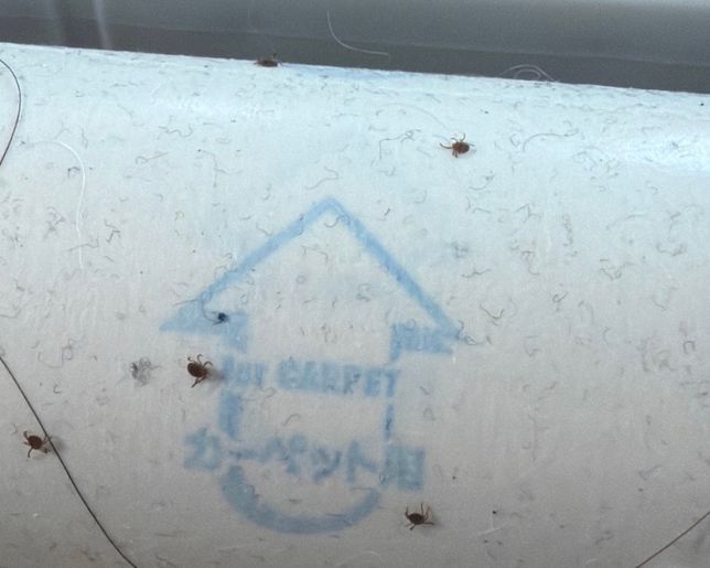 !!진드기 관련해서 물어봐요!!!의 0번 째 이미지