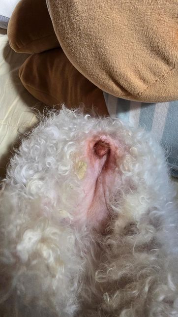 미니비숑 2살 중성화 했고 여자입니다.의 0번 째 이미지