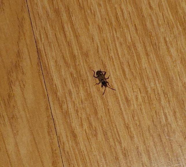 이거 무슨 벌레인가요. 혹시 바퀴일까요.의 0번 째 이미지