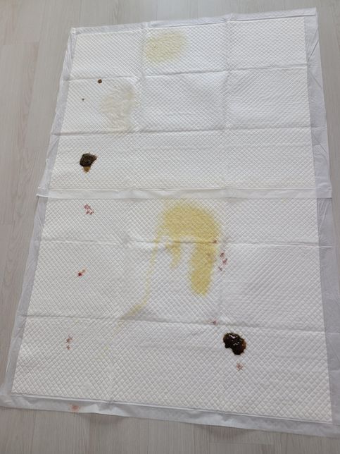 (응가 사진 있음 주의)강아지가 혈변을 보는데 왜 그럴까요..?의 0번 째 이미지