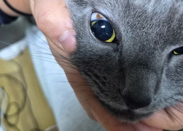 우리 애기 흑색종일까요…아니면 뭘까요..의 0번 째 이미지