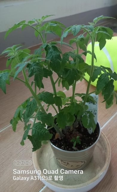 해바라기,미니토마토를 심었어요.의 1번 째 이미지