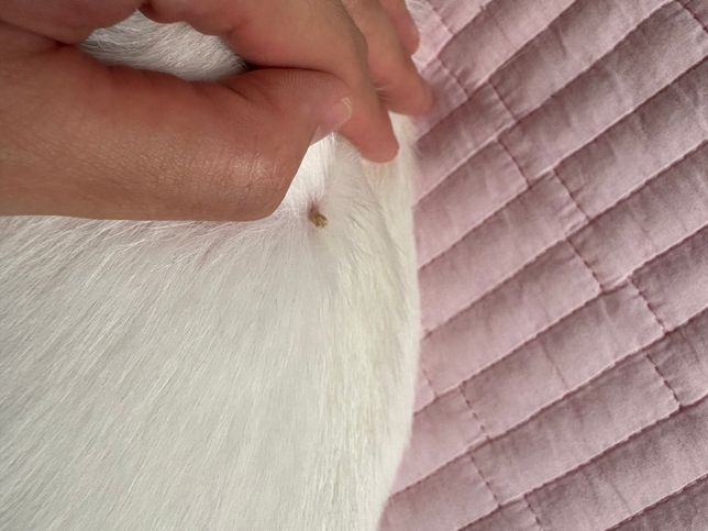 강아지 몸에 딱지?ㅜ 이거 뭔가요??의 1번 째 이미지