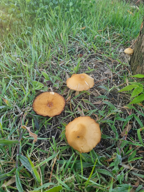 공원 숲가운데 색갈도 좋고 먹음직스러워 보이는 버섯이 자라나고 있습니다. 이름도 모르겠지만 먹을 수도 없는 종류겠지요?의 0번 째 이미지