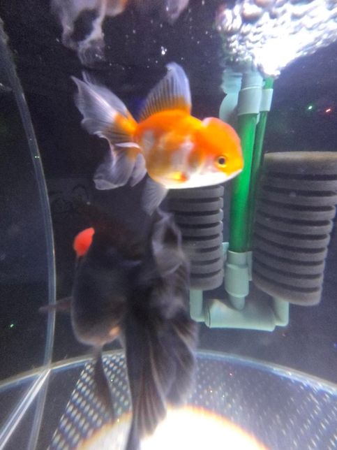 오란다 금붕어 암컷 수컷 구분이 안되요의 2번 째 이미지