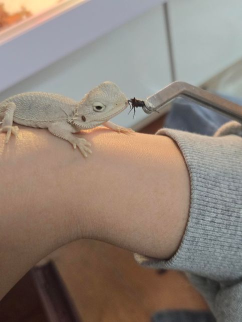 비어디드래곤이 먹이 반응이 없어요ㅠㅜ의 1번 째 이미지