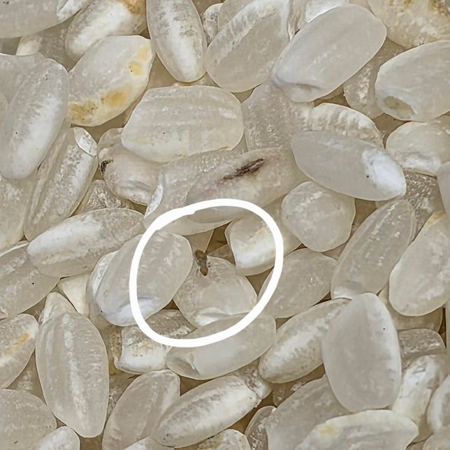 집에 엄청 작은 벌레가 .. 이 벌레 이름이 뭘까요의 3번 째 이미지