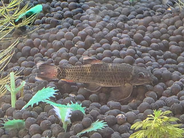 이물고기가 어떤종류인지 알수있을까요?의 1번 째 이미지