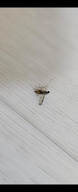 모기이름좀 알려주세요ㅠㅠ 요근래 계속 모기가 들어오는데 다 다르게 생겼네요의 0번 째 이미지