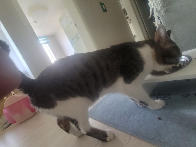 제가 고양이를 키우는데 종이 뭔지를 알수 있나요?의 0번 째 이미지