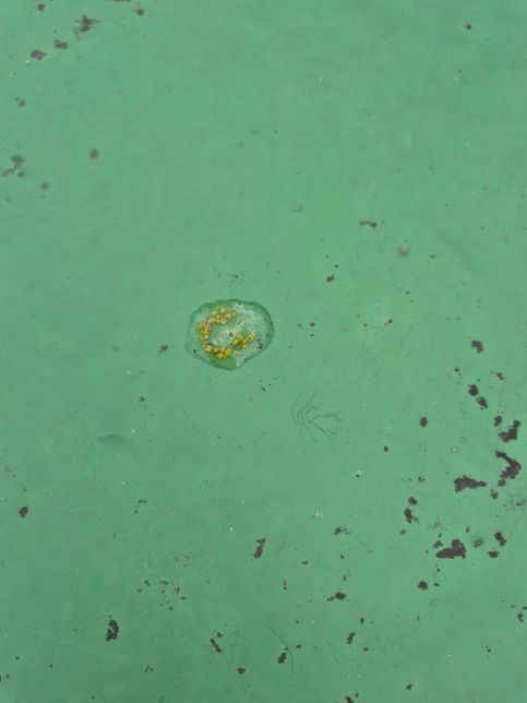 코뉴어 앵무 꼬리쪽에 무슨 바늘? 같은게 있어요의 1번 째 이미지