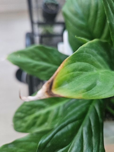 잎끝이 저렇게 되는 이유가 특별히 있나요?의 0번 째 이미지