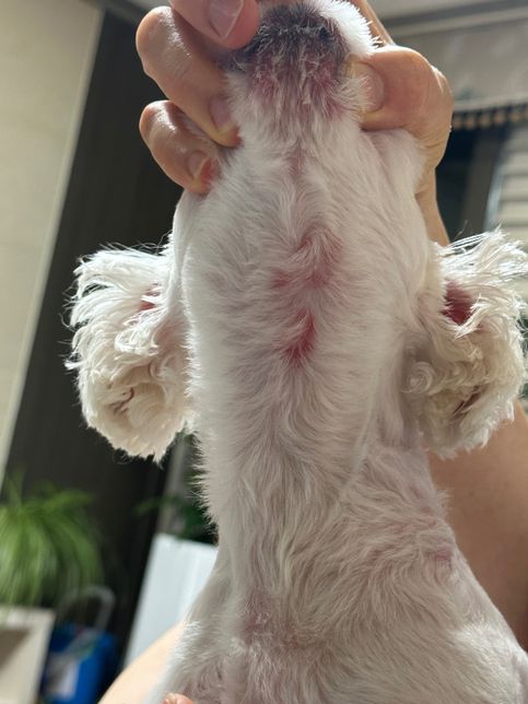 강아지 눈주변이 붓고 빨개지는데 알러지일까요?의 0번 째 이미지