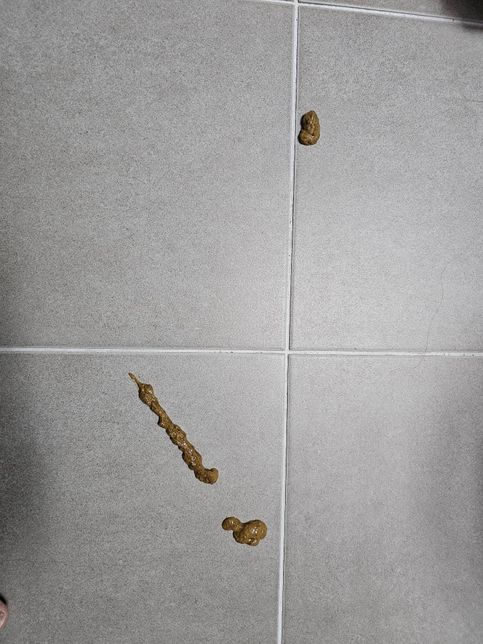 (사진주의)노견 강아지가 설사를 하는데 병원가야할까요?의 0번 째 이미지