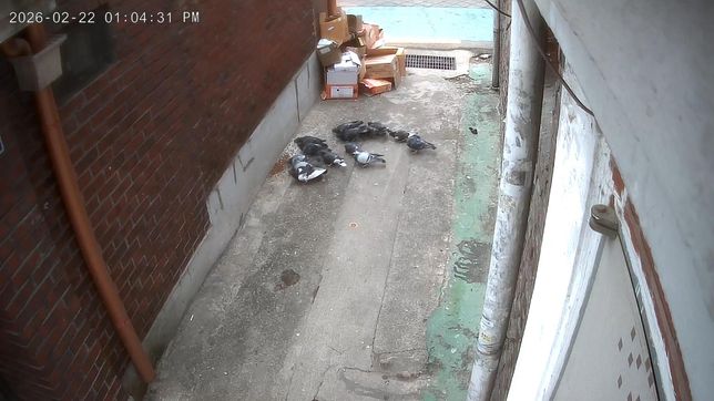 비둘기 사료 및 쌀투기로 인한 피해 상담문의의 0번 째 이미지