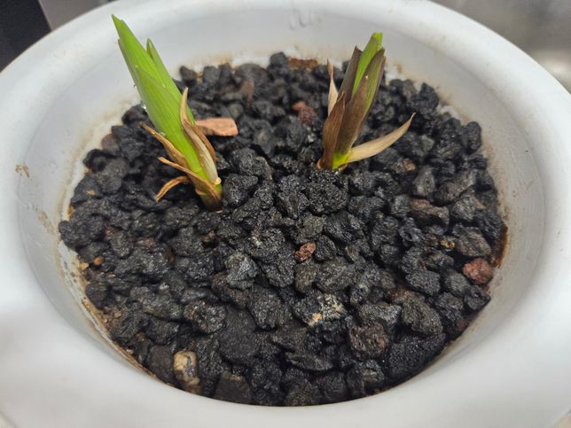 이 백합 새싹들, 지금 상태가 안 좋은건가요?의 1번 째 이미지