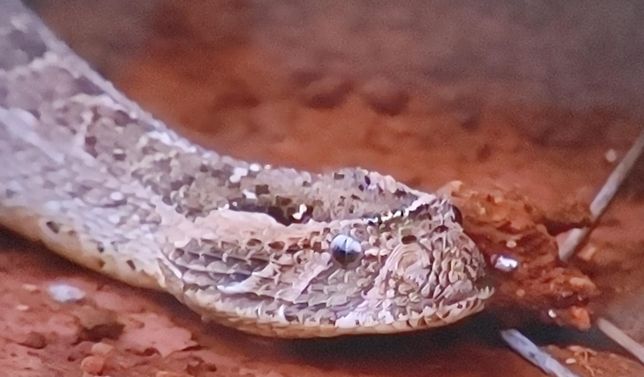 뱀이 동작이 느려도 육식하는 포유류보다 더 쥐를 잘 잡는 이유의 0번 째 이미지