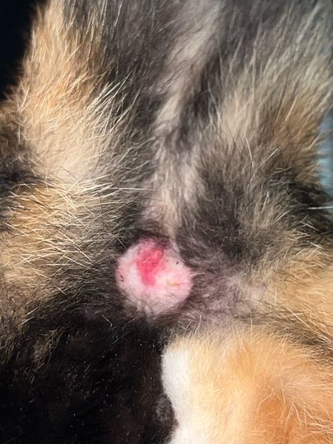 고양이 항문 주변이 붉게 부었는데 뭔가요?의 3번 째 이미지