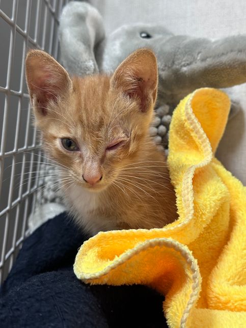 결막염 아기고양이 얼음찜질해줘도 되나요?ㅠㅠ의 0번 째 이미지