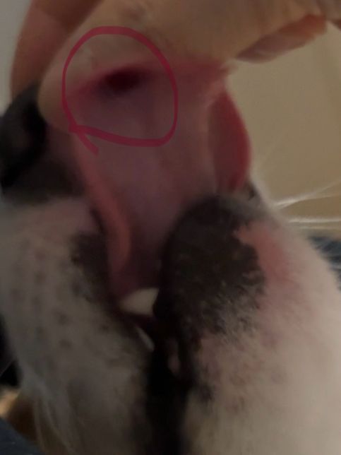 강아지 혀에서 피가 났는데 괜찮은가요..?의 0번 째 이미지