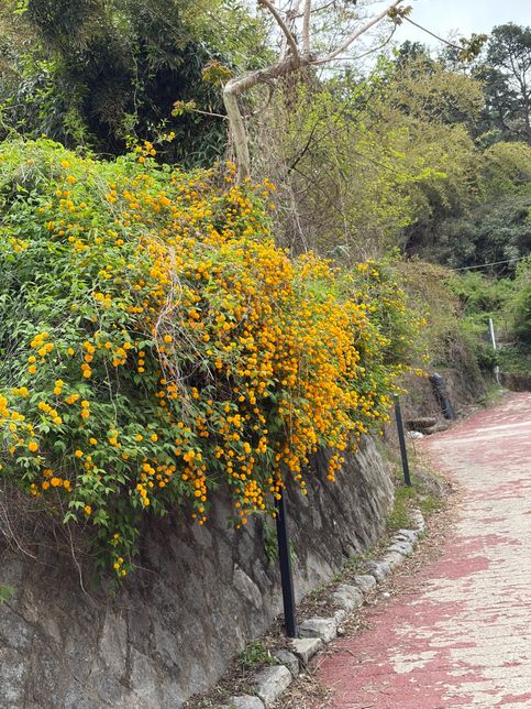 이 노란색 꽃나무 이름 아시는 분 알려주세요의 0번 째 이미지