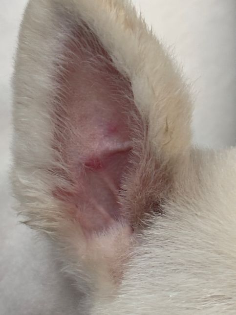 강아지 귀에 안보이던 빨간게 생겼는데 뭘까요?의 0번 째 이미지