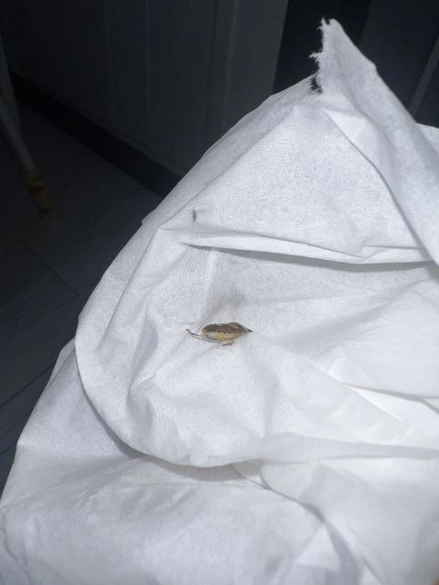 혹시 바퀴벌레 일까요? 알려주세요🥲의 1번 째 이미지