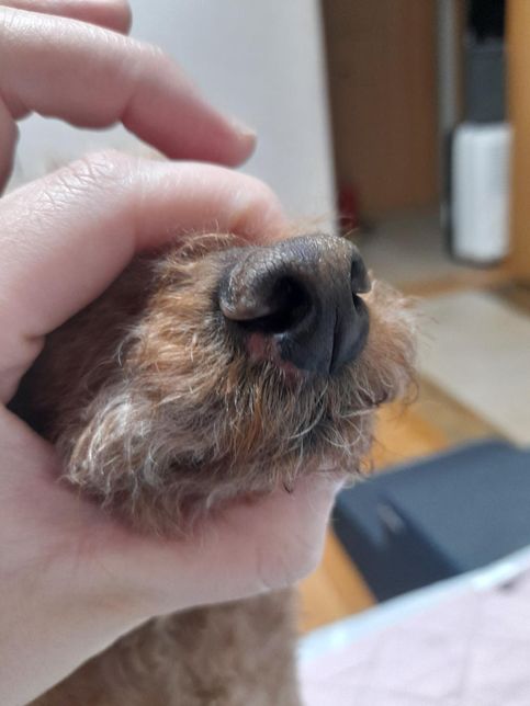 강아지 코가 까져서 벗겨졌는데 어떻게 해줘야할까요?의 1번 째 이미지