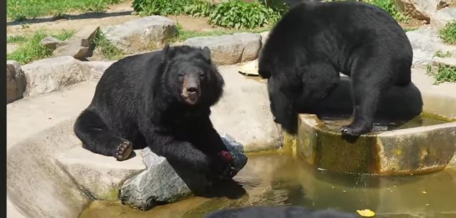곰들 굉장히 귀엽게 생겼는데 힘도 강할까요의 0번 째 이미지