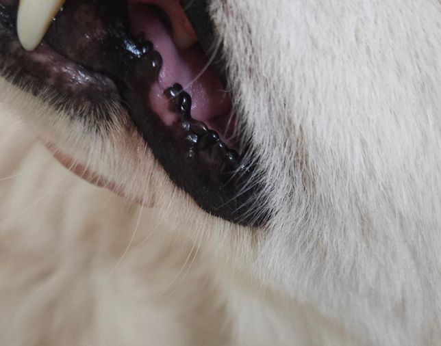 강아지 옆입술에 뭔가 동그란게 생겼어요의 0번 째 이미지