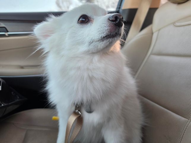 혈토, 혈변을 하는 반려견 증상에 대해 의심되는 질환이 무엇일지 궁금해요의 2번 째 이미지