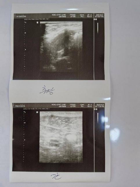 강아지 담낭.. 우루사 먹여도 될까요?의 1번 째 이미지