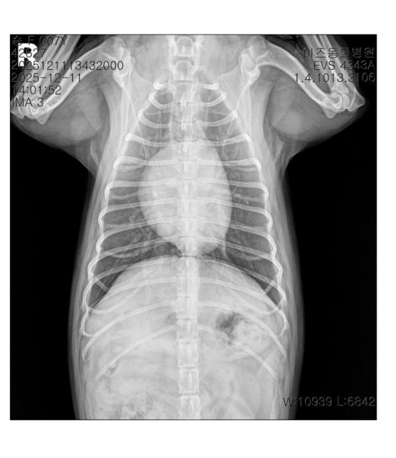 심장 모양 어떤가요 답변많이 해주세요의 0번 째 이미지