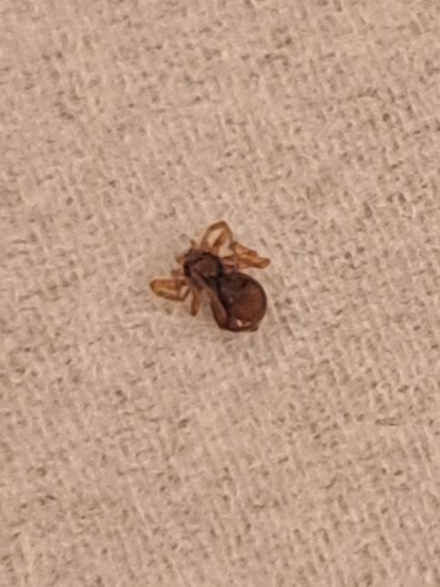 이 벌레가 뭔지알수있나요? 사진은있는데 너무작아서..의 0번 째 이미지