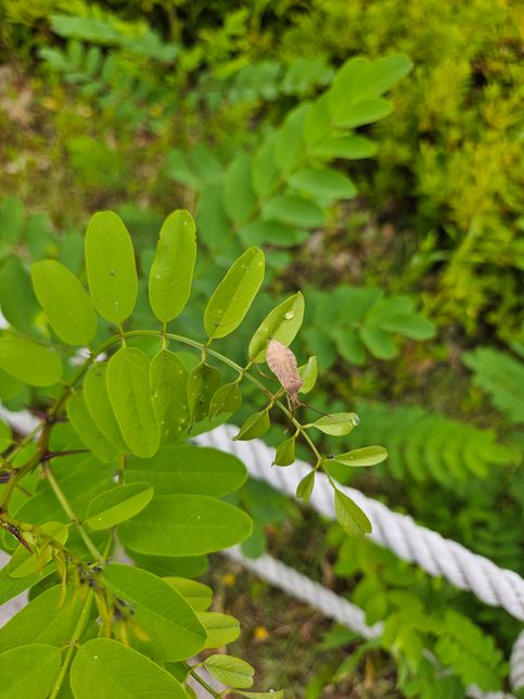 집 근처에서 벌레를 발견했는데 어떤 벌레인가요?의 0번 째 이미지