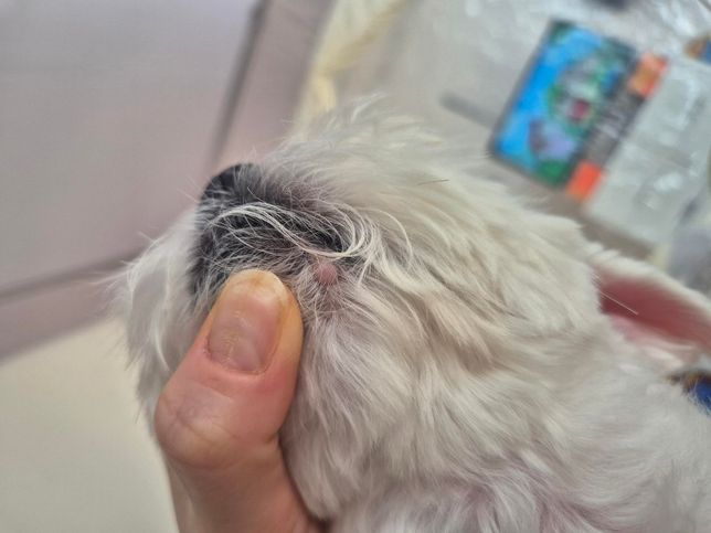 강아지 입술?에 머가 났습니다..한번봐주세요의 0번 째 이미지