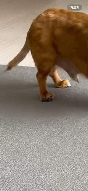 발톱을 잘못잘라서 혈관이 다치고 걸음걸이가 뒷꿈치로 걸으면 고관절 탈구가 올수도있나요의 0번 째 이미지