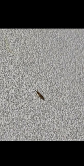 이거 바퀴벌레인가요?무슨벌레인가요?의 2번 째 이미지