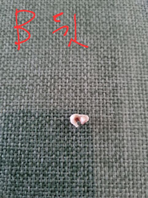 말티푸 6개월좀 지났어요.강아지유치인지 아닌지의 1번 째 이미지