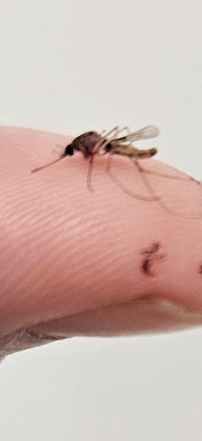 이거 무슨모기에요?사진있습니다.의 0번 째 이미지