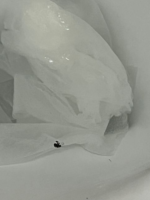 바퀴벌레 새끼인가요.. 놀래서 초점이 흐릿해요..의 2번 째 이미지