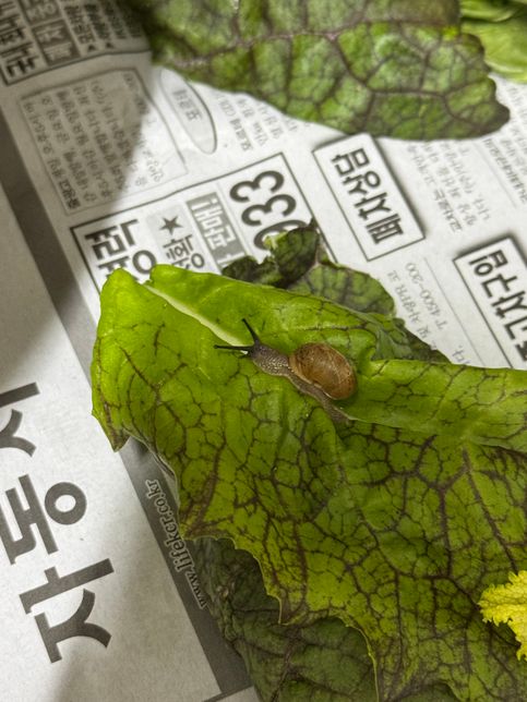 이거 무슨 달팽이인가요??????의 0번 째 이미지