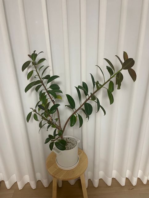 이 식물 이름이 뭘까요? 고무나무 맞을까요??의 0번 째 이미지