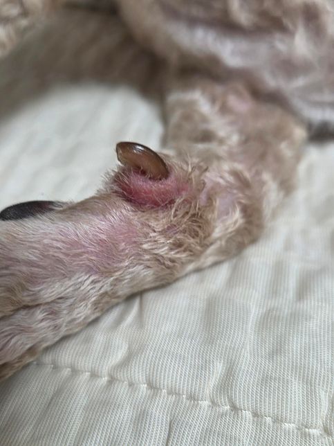 강아지가 며느리발톱 부분이 많이 부었는데 연고 질문있습니다.의 0번 째 이미지