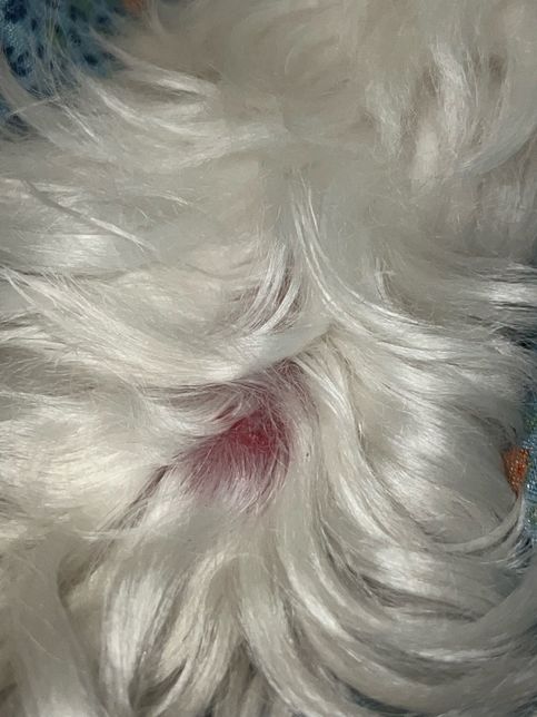 강아지 풀씨 자국일까요? 병원 다시 가봐야할까요?의 2번 째 이미지